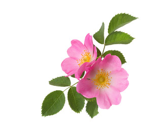 Two pink roses  isolated on white. Rosa canina
