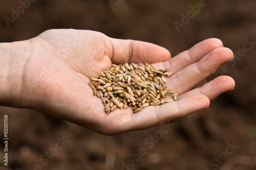 hand of woman with ripe rye grain