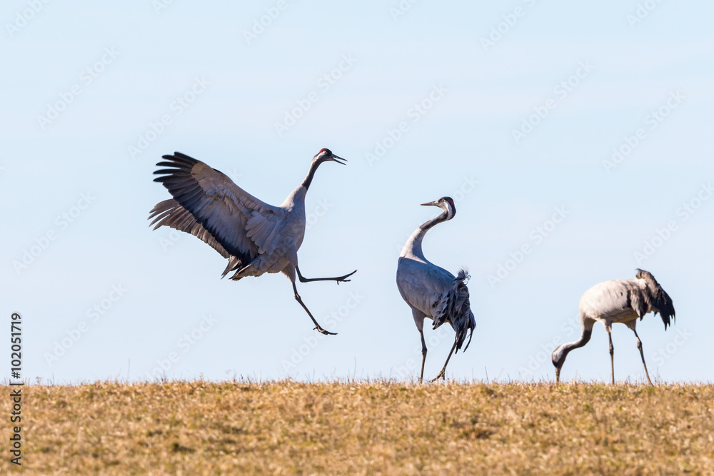 Fototapeta premium Dancing Crane in the spring against blue sky