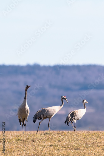 Cranes on a grass field