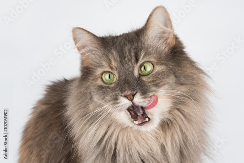 Fototapeta Naklejka Na Ścianę i Meble -  Cat with pink tongue waiting for treats isolated on white background. 