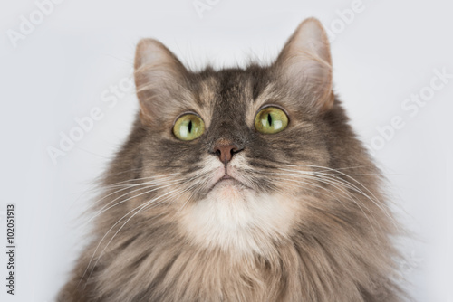 Cat focused on nose with white chin isolated on white background. Cat looking up.