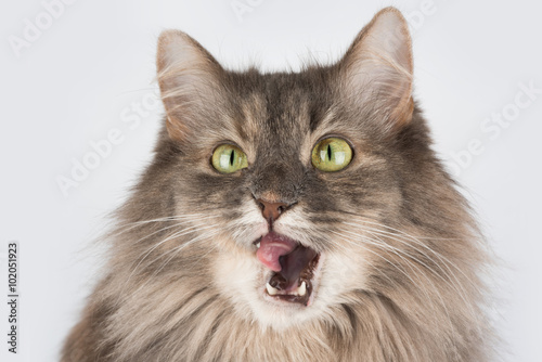 Funny talking cat with white chin isolated on white background