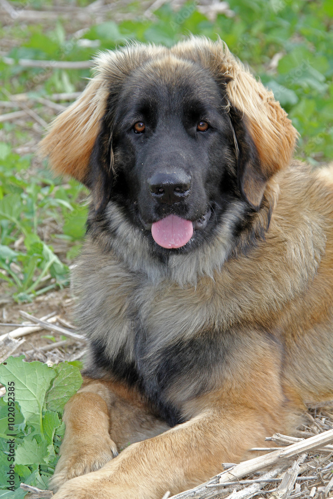 Junger Leonberger Hund Stock Photo | Adobe Stock