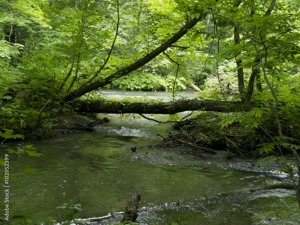 Obraz premium 奥入瀬渓流