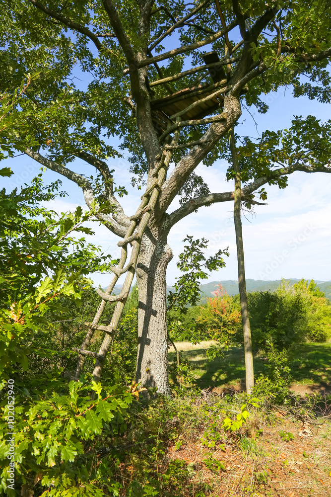 House on tree House on tree