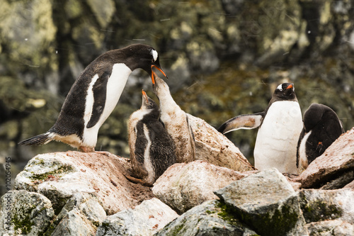 Gentoo Penguin