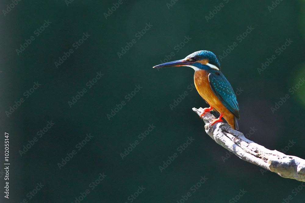 50 Best 綺麗な鳥 Images Stock Photos Vectors Adobe Stock 50 Best 綺麗な鳥 Images Stock Photos Vectors Adobe Stock
