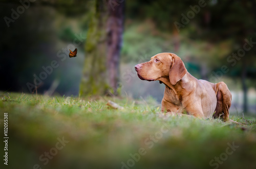 Dog with butterfly in the forrest
