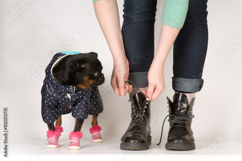 Cute dog looks at boots