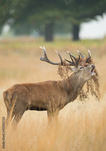 Red deer male rutting, with fern in antlers, yellow grass with trees in background, Richmond Park London, Europe