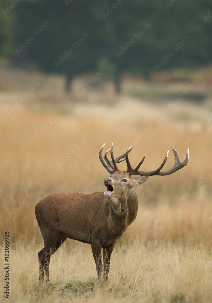 Red deer male rutting, in yellow grass, trees in the background, Richmond Park London, Europe