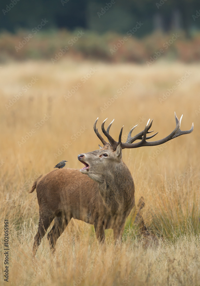 Red deer male rutting, starling sitting on his back, in yellow grass with colorful autumn background, Richmond Park London, Europe Red deer male rutting, starling sitting on his back, in yellow grass with colorful autumn background, Richmond Park London, Europe
