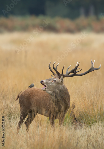 Red deer male rutting, starling sitting on his back, in yellow grass with colorful autumn background, Richmond Park London, Europe
