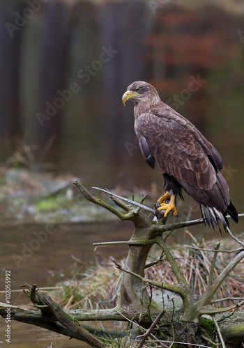 White tailed eagle perched on stump, clean colorful background, Czech Republic