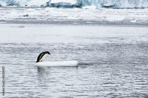 Gentoo Penguin on ice shelve