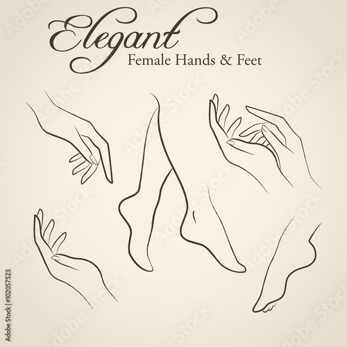 Elegant silhouettes of female hands and feet