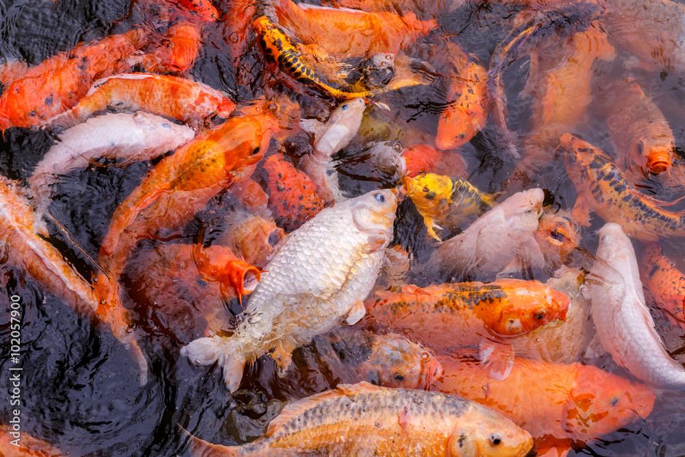 13 january 2016, Hue, Vietnam. Koi carps swimming in the Pond.