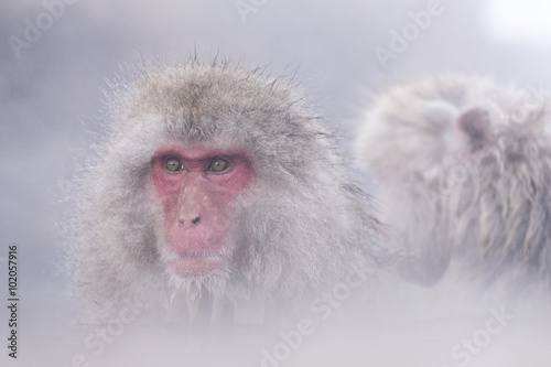 Jigokudani snow monkey bathing onsen hotspring famous sightseein © 2nix