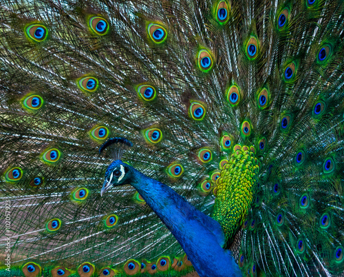 Fototapeta Naklejka Na Ścianę i Meble -  Peacock showing it's beautiful feathers and profile