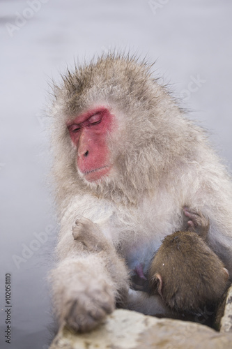 Jigokudani snow monkey bathing onsen hotspring famous sightseein © 2nix