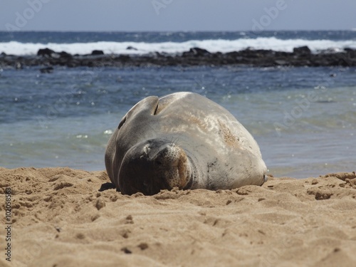 Monk seal relaxing at the beach of poipu/kauai