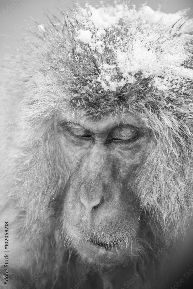 Fototapeta premium Jigokudani snow monkey bathing onsen hotspring famous sightseein