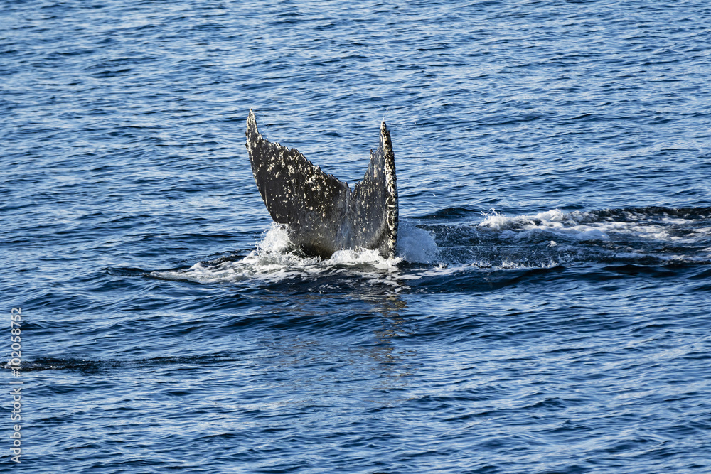 Fototapeta premium Humpback Whale