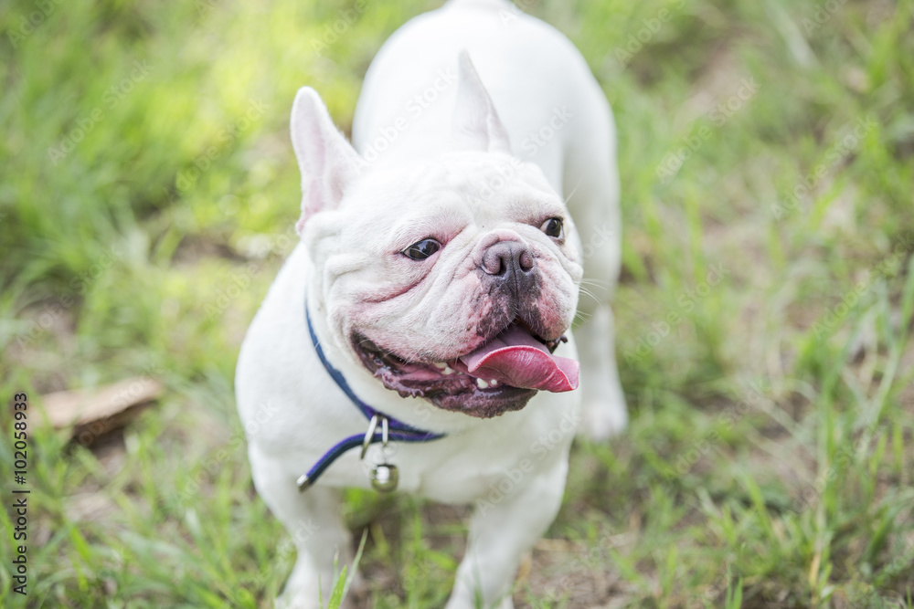 Puppy french bulldog on green field backyard.