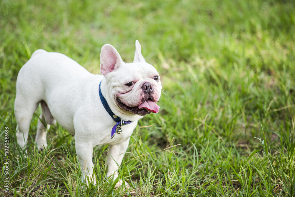 Puppy french bulldog on green field backyard. Puppy french bulldog on green field backyard.