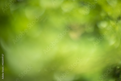 Abstract green bokeh background.