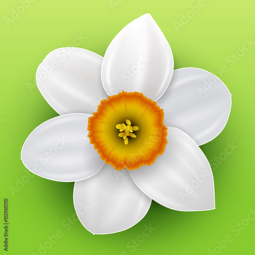 Fototapeta Naklejka Na Ścianę i Meble -  Flower narcissus illustration