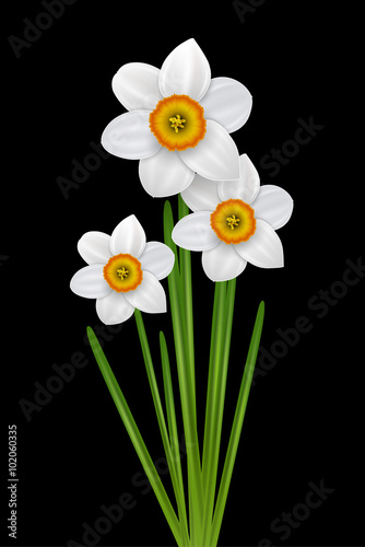Flowers narcissus bouquet, spring white flower on black