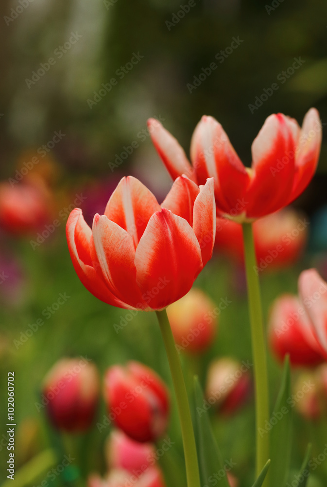 tulip flower