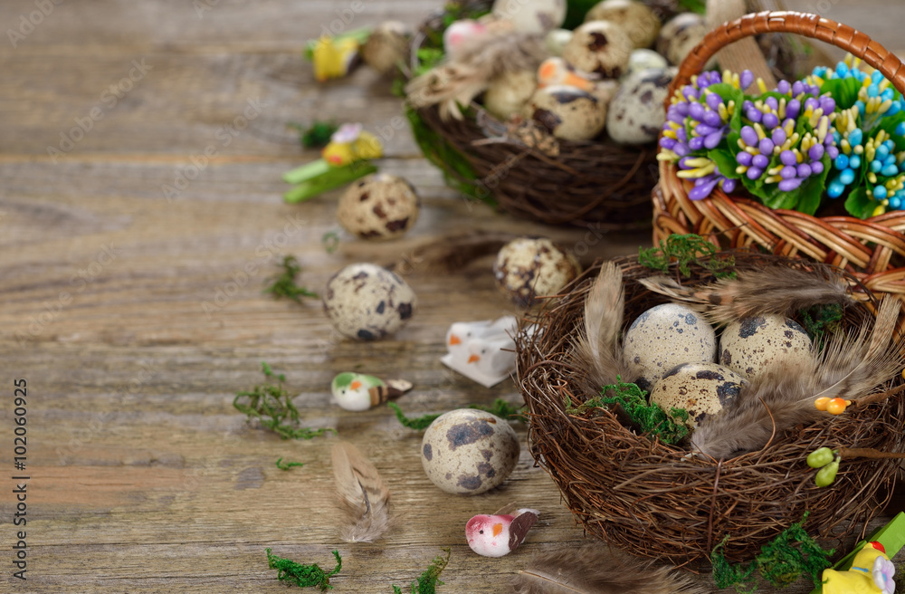 Quail eggs in a nest Quail eggs in a nest