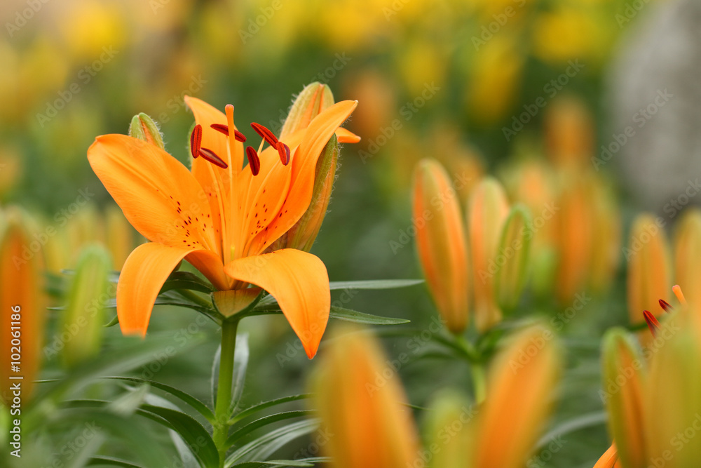 orang lily flower orang lily flower