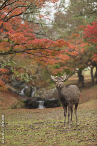 Nara deer roam free in Nara Park  Japan
