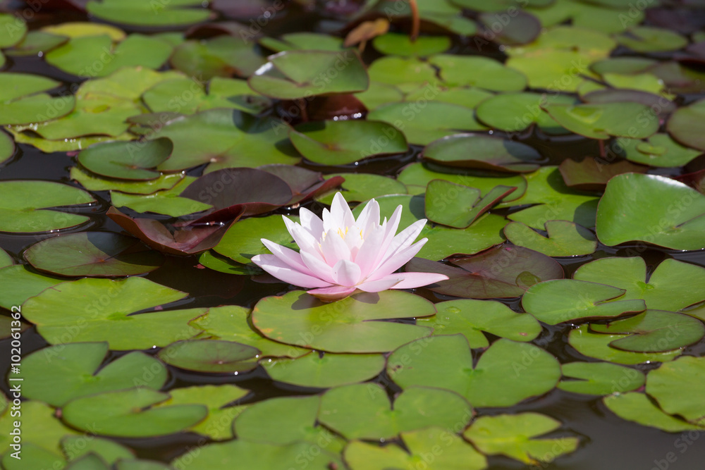 Water lily in the middle of the green leaves Water lily in the middle of the green leaves
