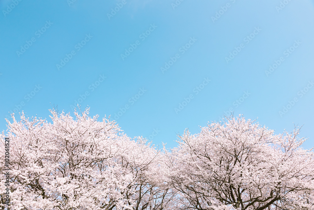 桜 染井吉野 桜 染井吉野