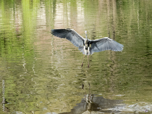 Graureiher im Landeanflug  kurz vor dem Aufsetzen auf die Oberfl  che eines Sees