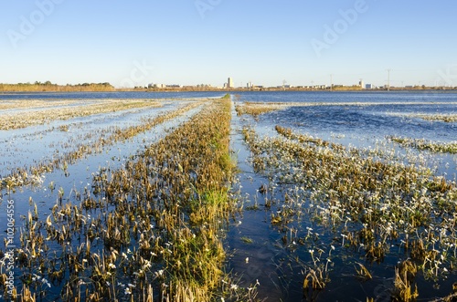 Rice Field in the sunset