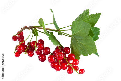 Red currants with leaves