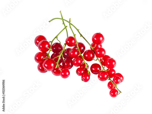 Berry red currants
