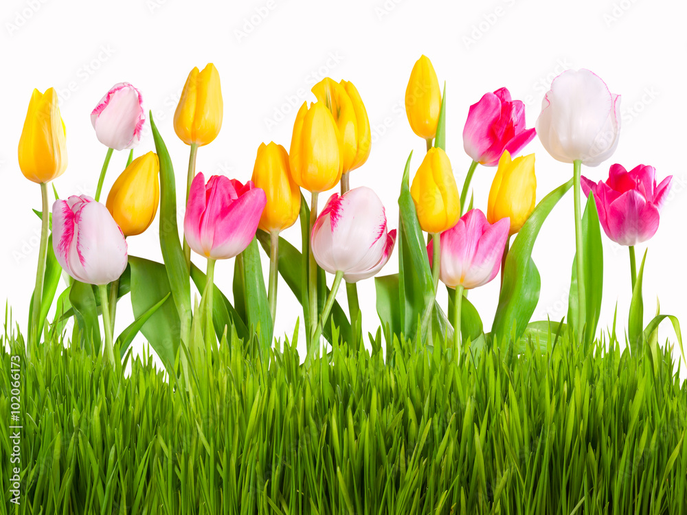 Different tulips with green grass