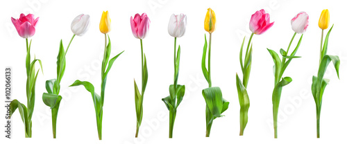 Set of tulips isolated #102066133