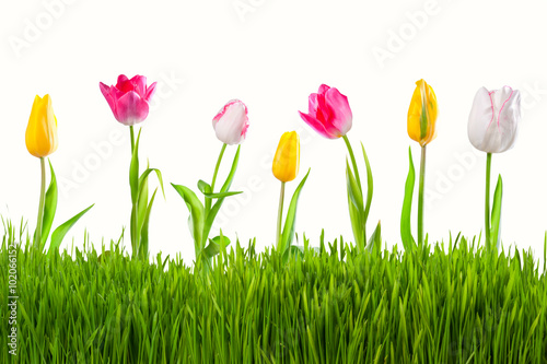 Tulips with green grass