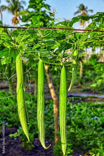 Trichosanthes - serpentine cucumber in Maldives island.