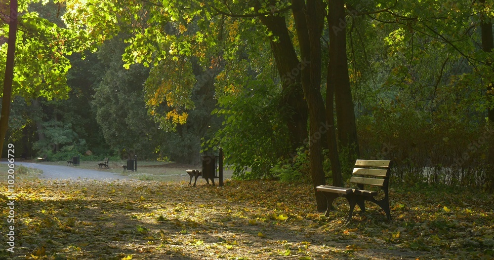 Empty Alley Sun Rays through the Green Tree Leaves Empty Benches Tree Trunks Fallen Yellow Leaves Park Alley Sunny Day Fall Autumn Outdoors Empty Alley Sun Rays through the Green Tree Leaves Empty Benches Tree Trunks Fallen Yellow Leaves Park Alley Sunny Day Fall Autumn Outdoors