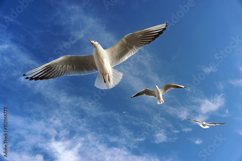 Three Seagulls Flying © Özgür Güvenç