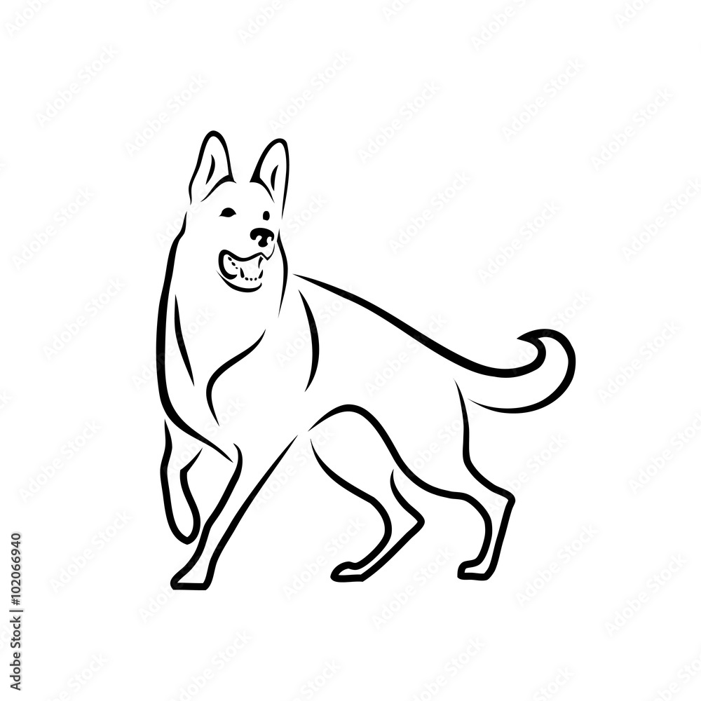 Fototapeta premium German shepherd dog
